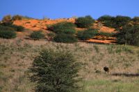 Vier von 450 Löwen im Kgalagadi Transfrontier Park