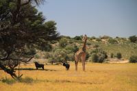 Blue Wildebeest und Giraffe