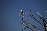 Weißkopf-Adler