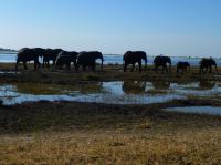 60 000 Elefanten gibts im Chobe