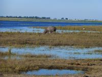 Hippo an Land