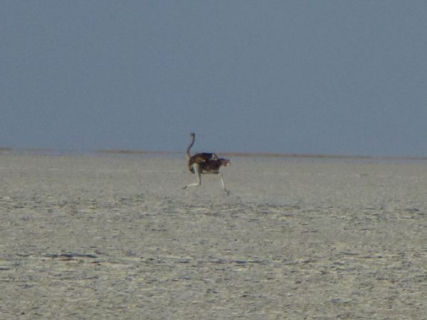 Ein Strauss in vollem Jogginganzug