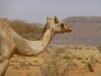 Überall Kamele