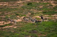 Die Zebras fliehen