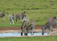 Ein paar Zebras sagen Good-Bye