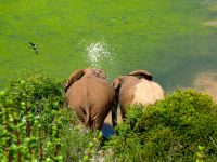 Ein kühles Bad. Bis zu 3 Grad können Elefanten ihre Körpertemperatur so herunterkühlen