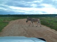 Da laufen mal wieder ein paar Zebras über die Straße