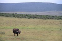 Lonesome Buffalo