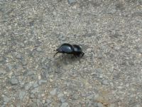 Der seltene Flightless Dung Beetle (lebt in elefantenscheiße)