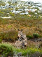 Die ehemals vom aussterben bedrohten Mountain Zebras...
