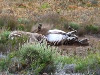 ...deutlich zu erkennen am Bauch-Streifen (i.Gegensatz zu Burchell´s Zebras)
