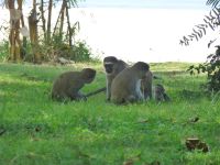 Die Vervet-Monkey-Familie mit dem kleinen Baby