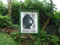 Ein Tierarzt-Projekt zum Schutz der Mountain Gorillas