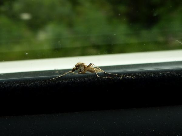 Aggromücke im Closeup