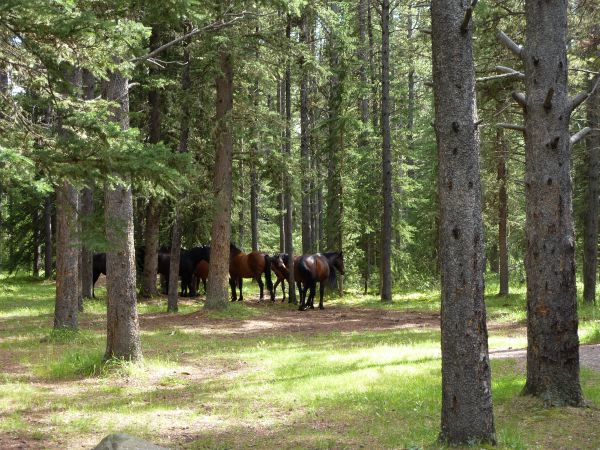 Und nochmals Wildpferde...