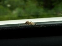 Aggromücke im Closeup