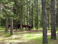 Und nochmals Wildpferde...