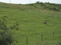 Mule Deer