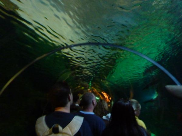 Im Shark-Encounter, der Hai-Tunnel