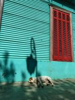 Hundeleben in La Boca