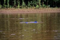 Die Pink Dolphins des Amazonas-Beckens